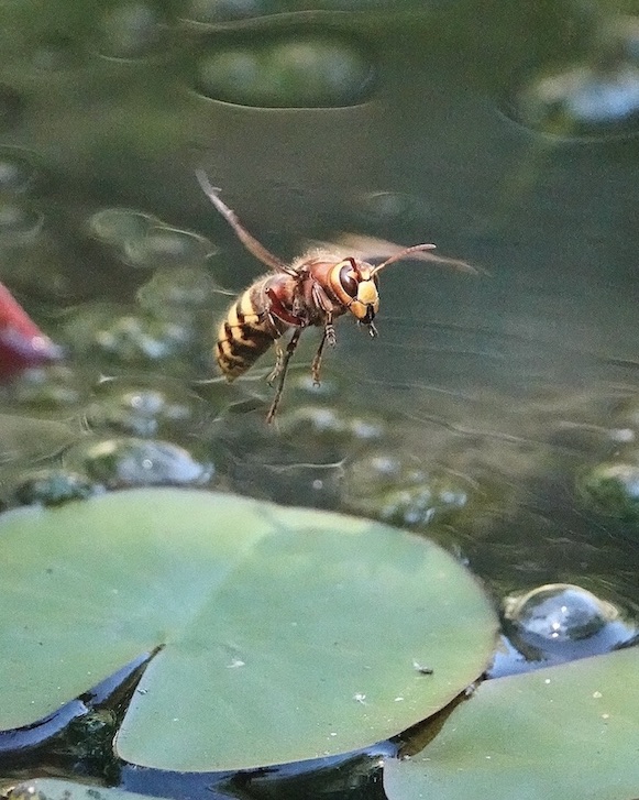 hornet